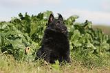 SCHIPPERKE 434